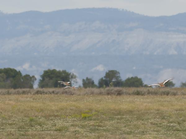 <h3><a href="/trips/ebro/biota/animalia/chordata/aves/019 otidiformes/001 otididae/otis tarda/otis tarda-nl.html">Otis&nbsp;tarda</a> / Great&nbsp;bustard / Grote&nbsp;trap</h3>OM-1 Mark II met OLYMPUS M.300mm F4.0, 1/2000 sec  bij F4.0, ISO 250